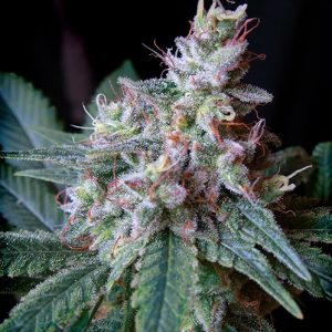 DEIMOS CARAMEL - Automatica - LatitudSurSeeds
