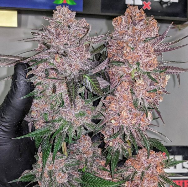 BLACK CHERRY PUNCH – Fotoperiodo – PYRAMID SEED'S - Imagem 5