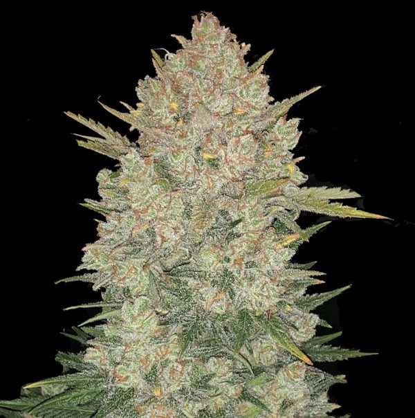 DOUBLE OG HAZE – Fotoperiodo – PYRAMID SEED'S - Imagem 2