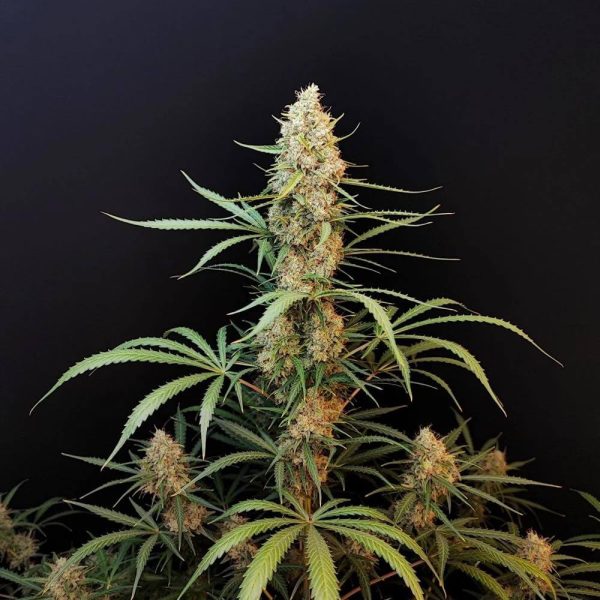 JACK HERER – Fotoperiodo – TRIKOMA SEEDS