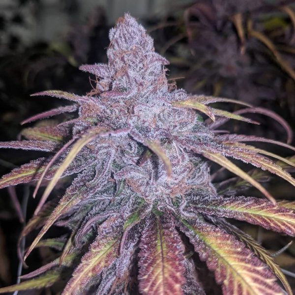 BLACK CHERRY PUNCH – Fotoperiodo – PYRAMID SEED'S - Imagem 7