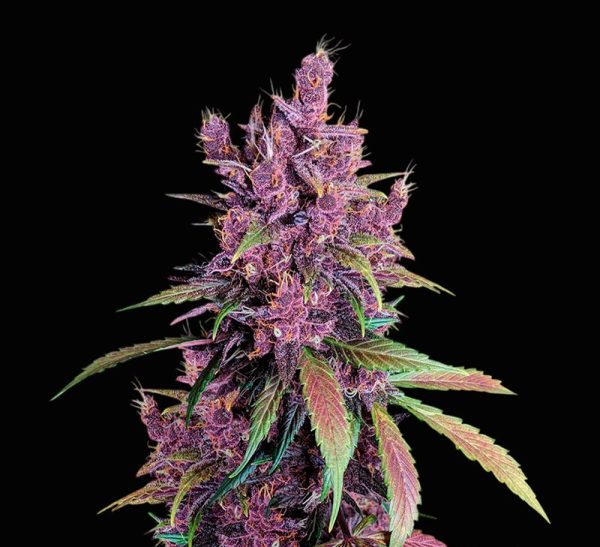 BLACK CHERRY PUNCH – Fotoperiodo – PYRAMID SEED'S