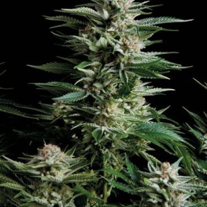 CRITICAL PLUS – Fotoperiodo – TRIKOMA SEEDS