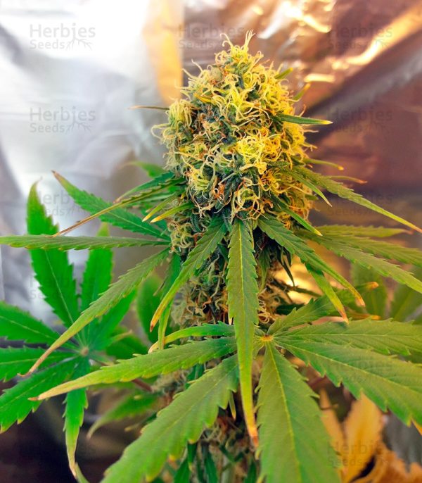 FRESH CANDY – Automatica – PYRAMID SEED’S