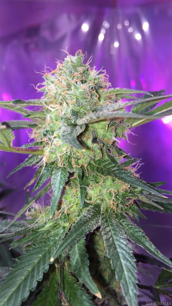 FRESH CANDY – Fotoperiodo – PYRAMID SEED’S - Imagem 5