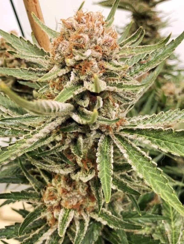 BOCA NEGRA – Fotoperiodo – TRIKOMA SEEDS