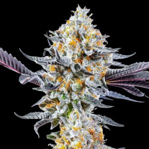 DO SI DOS – Fotoperiodo – PYRAMID SEED’S