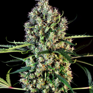 Lemon Haze Automática – Gold Farm Seed