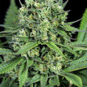 Berry Cheese "CBD" - "Fotoperiodo Feminizada" - Gold Farm Seed