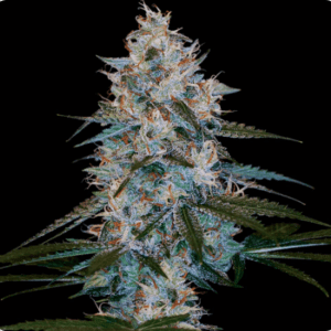 Challa Baker - "Fotoperiodo Feminizada" –  Gold Farm Seed x DNA Genetics 