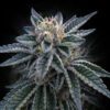 3 Peat -“Fotoperiodo Feminizada” – Gold Farm Seed x DNA Genetics