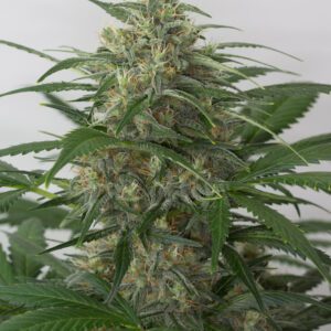 Moby Dick Automática – Gold Farm Seed