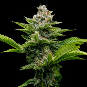 Challah Cake - "Fotoperiodo Feminizada" –  Gold Farm Seed x DNA Genetics 