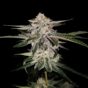 Miss DNA – “Fotoperiodo Feminizada” – Gold Farm Seed x DNA Genetics
