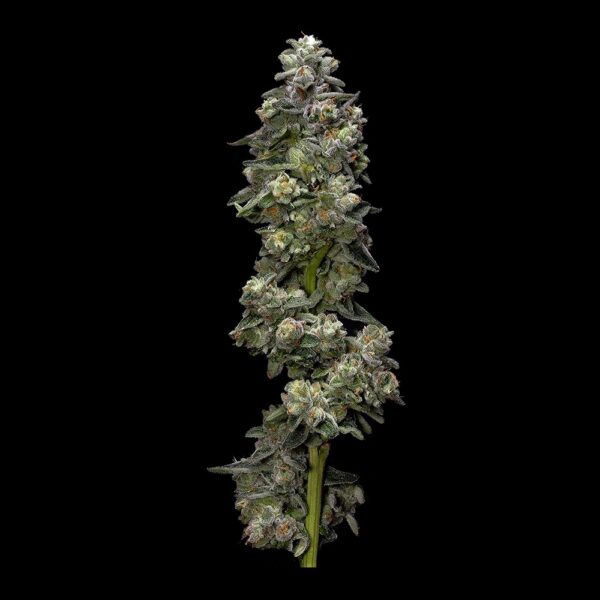 Bakers Delight -“Fotoperiodo Feminizada” –  Gold Farm Seed x DNA Genetics