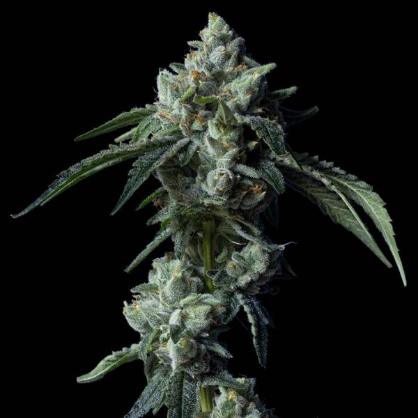 Challah Bread – “Fotoperiodo Feminizada” – Gold Farm Seed x DNA Genetics