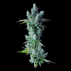 Kosher Dawg – “Fotoperiodo Feminizada” – Gold Farm Seed x DNA Genetics