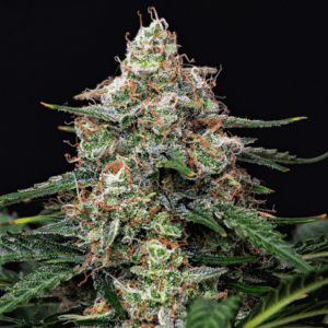 Gorilla Automática – Gold Farm Seed