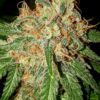 Og Kush Automática – Gold Farm Seed - Image 3