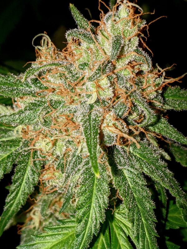 Og Kush Automática – Gold Farm Seed - Image 3