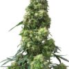 Skunk Automática – Gold Farm Seed