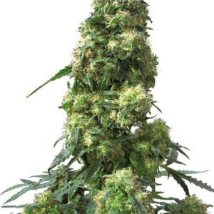 Skunk Automática – Gold Farm Seed