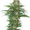 Skunk Automática – Gold Farm Seed - Imagem 2