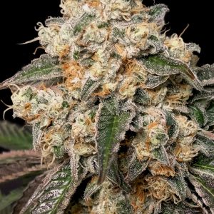 Fruit Cake "CBD" - "Fotoperiodo Feminizada" - Gold Farm Seed