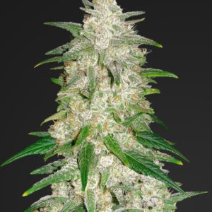 Gelato Automática – Gold Farm Seed