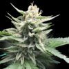 Honey Banana Cake - “Fotoperiodo Feminizada” – Gold Farm Seed x DNA Genetics