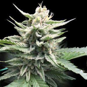 Honey Banana Cake - “Fotoperiodo Feminizada” – Gold Farm Seed x DNA Genetics