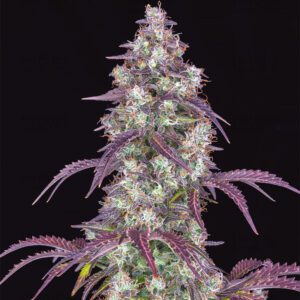 Lemon Pie Automática – Gold Farm Seed