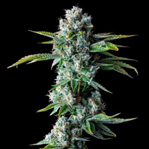 Skywalker – “Fotoperiodo Feminizada” – Gold Farm Seed x DNA Genetics