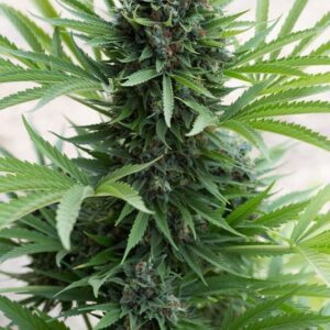 Sour Diesel Automática – Gold Farm Seed