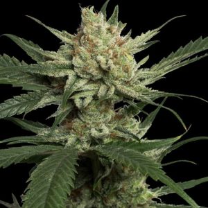 Strawberry Banana - "Fotoperiodo Feminizada" - Gold Farm Seed