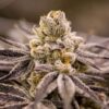 Purple Punch - "Fotoperiodo Feminizada" - Gold Farm Seed