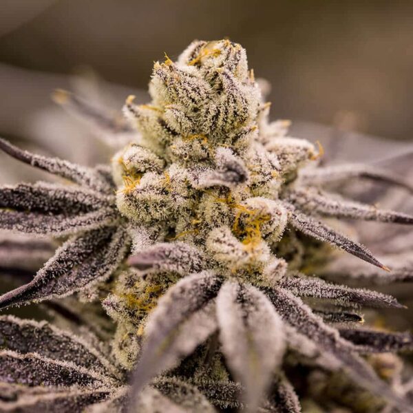 Purple Punch - "Fotoperiodo Feminizada" - Gold Farm Seed