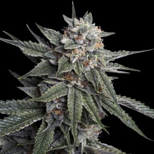 The Stinking Rose – “Fotoperiodo Feminizada” – Gold Farm Seed x DNA Genetics