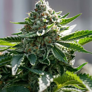 Watermelon "CBD" - "Fotoperiodo Feminizada" - Gold Farm Seed