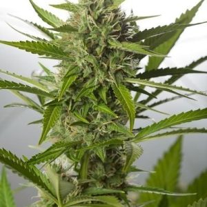 White Widow Automática – Gold Farm Seed