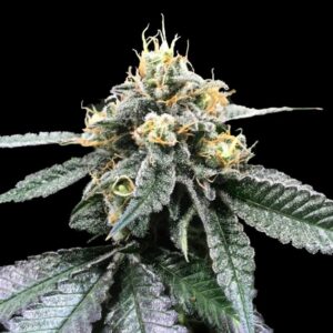 RP43 -“Fotoperiodo Feminizada” –  Gold Farm Seed x DNA Genetics