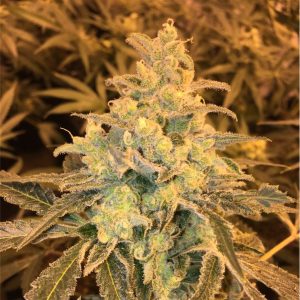 Zallah Bread x Honey Banana – “Fotoperiodo Feminizada” – Gold Farm Seed x DNA Genetics