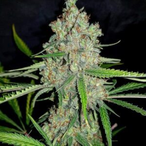 Amnesia Automática – Gold Farm Seed