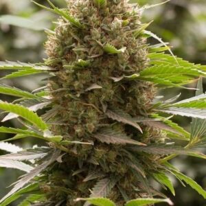 Amnesia Kush - "Fotoperiodo Feminizada" - Gold Farm Seeds