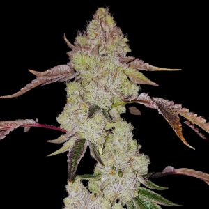 Banana Kush Automática – Gold Farm Seed
