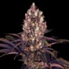 Blueberry - "Fotoperiodo Feminizada" - Gold Farm Seed