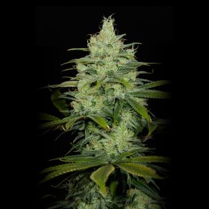 Cheese - "Fotoperiodo Feminizada" - Gold Farm Seed