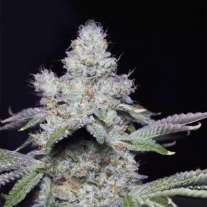 Cookies - "Fotoperiodo Feminizada" - Gold Farm Seed