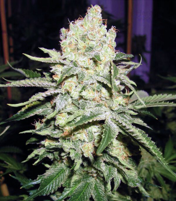 Cookies - "Fotoperiodo Feminizada" - Gold Farm Seed - Image 4
