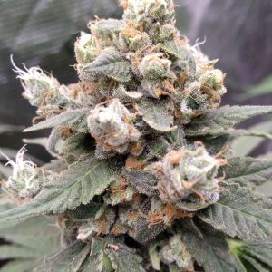 Critical Purple Automática – Gold Farm Seed